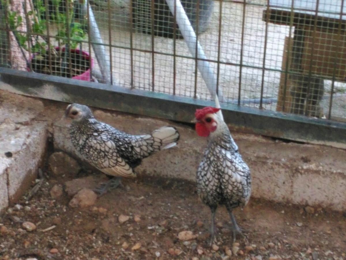 Pozo Alcón Alojamientos Rurales La Loma מראה חיצוני תמונה